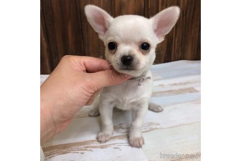 成約済の愛知県のチワワ(スムースコート)-169243