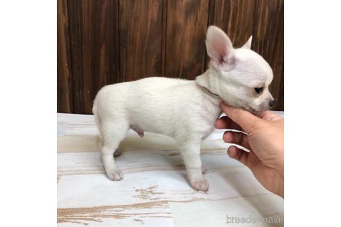 成約済の愛知県のチワワ(スムースコート)-169243の4枚目