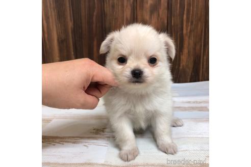 成約済の愛知県のチワワ(ロングコート)-169244