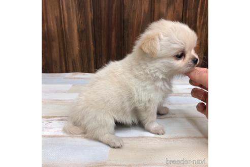 成約済の愛知県のチワワ(ロングコート)-169244の2枚目