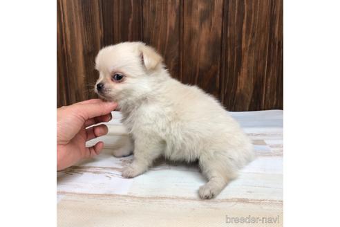 成約済の愛知県のチワワ(ロングコート)-169244の3枚目