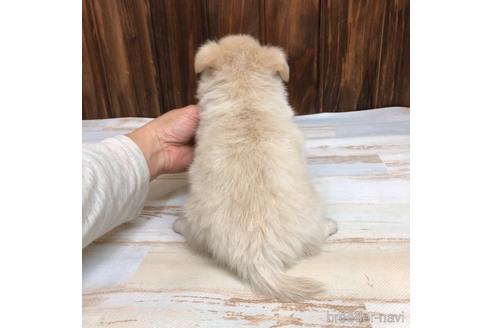 成約済の愛知県のチワワ(ロングコート)-169244の4枚目