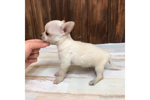 成約済の愛知県のチワワ(スムースコート)-169245の4枚目
