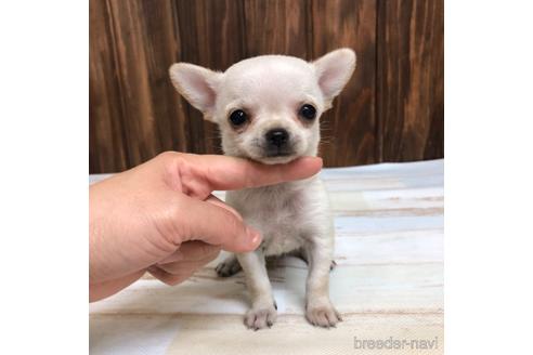 成約済の愛知県のチワワ(スムースコート)-169245の1枚目