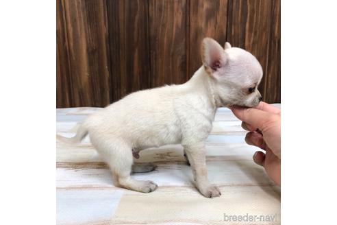 成約済の愛知県のチワワ(スムースコート)-169245の2枚目