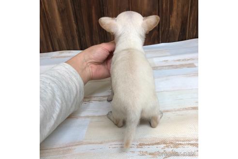 成約済の愛知県のチワワ(スムースコート)-169245の3枚目