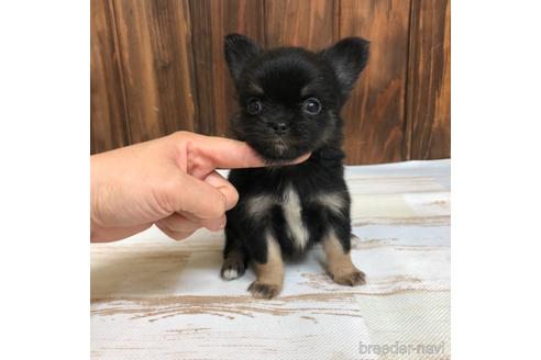 成約済の愛知県のチワワ(ロングコート)-169246の1枚目