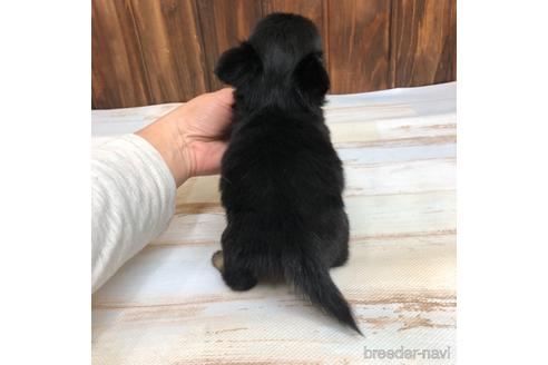 成約済の愛知県のチワワ(ロングコート)-169246の3枚目