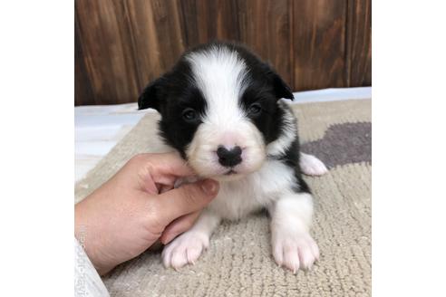 成約済の愛知県のボーダーコリー-169247の1枚目