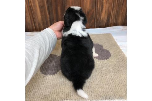 成約済の愛知県のボーダーコリー-169248の2枚目