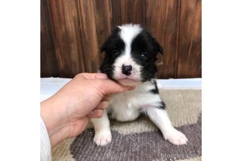 成約済の愛知県のボーダーコリー-169248の1枚目