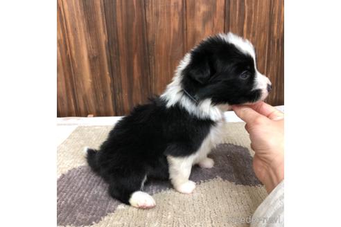 成約済の愛知県のボーダーコリー-169248の4枚目