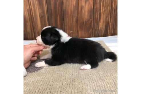 成約済の愛知県のボーダーコリー-169251の2枚目