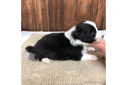 成約済の愛知県のボーダーコリー-169251の3枚目