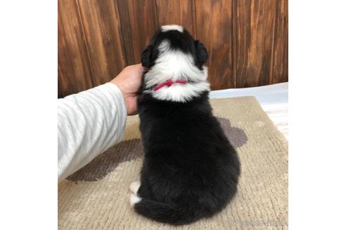 成約済の愛知県のボーダーコリー-169251の4枚目