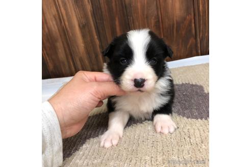 成約済の愛知県のボーダーコリー-169251