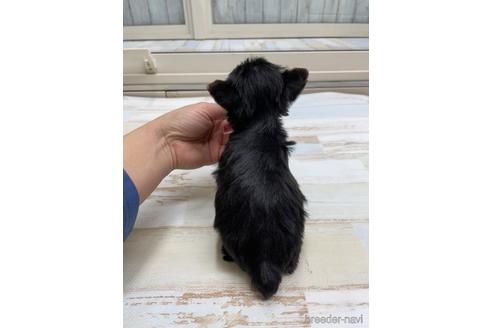 成約済の愛知県のヨークシャーテリア-169254の2枚目