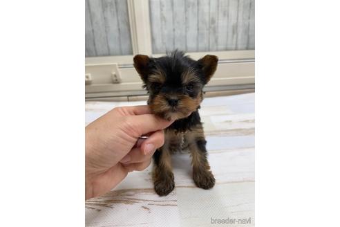 成約済の愛知県のヨークシャーテリア-169254の1枚目