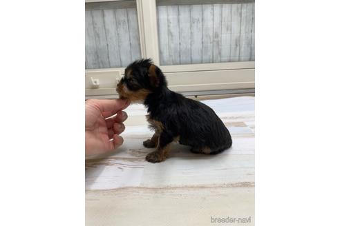 成約済の愛知県のヨークシャーテリア-169254の4枚目