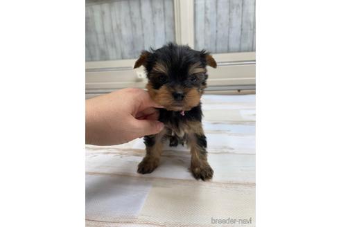 成約済の愛知県のヨークシャーテリア-169255の1枚目