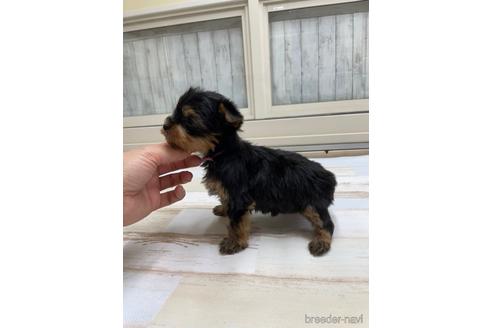 成約済の愛知県のヨークシャーテリア-169255の3枚目