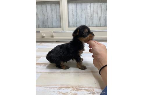 成約済の愛知県のヨークシャーテリア-169255の4枚目