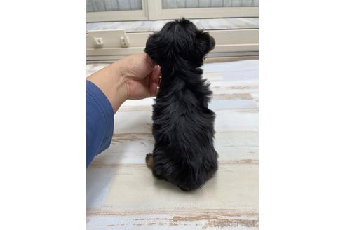 成約済の愛知県のヨークシャーテリア-169255の2枚目