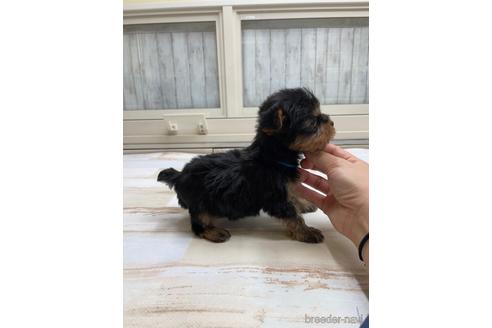 成約済の愛知県のヨークシャーテリア-169256の2枚目