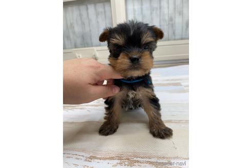 成約済の愛知県のヨークシャーテリア-169256の1枚目