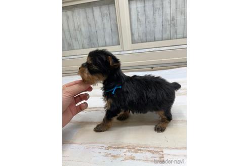 成約済の愛知県のヨークシャーテリア-169256の3枚目