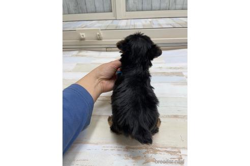 成約済の愛知県のヨークシャーテリア-169256の4枚目