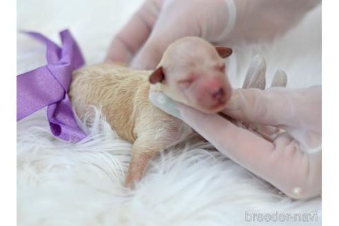 成約済の埼玉県のタイニープードル-169280の1枚目