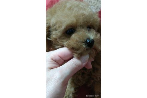 成約済の福岡県のトイプードル-165915の2枚目