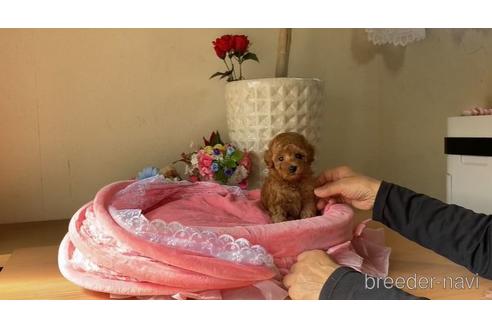 成約済の大阪府のタイニープードル-169302の1枚目