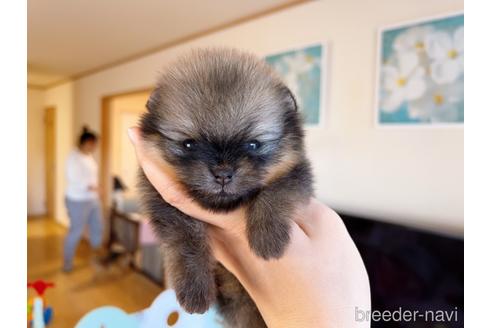 成約済の岐阜県のポメラニアン-168862の3枚目