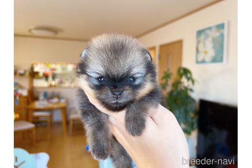 成約済の岐阜県のポメラニアン-168862の8枚目