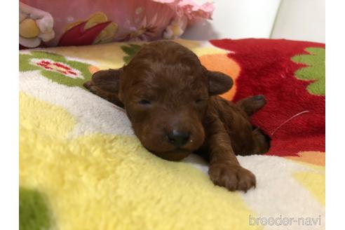 成約済の神奈川県のタイニープードル-169315の10枚目