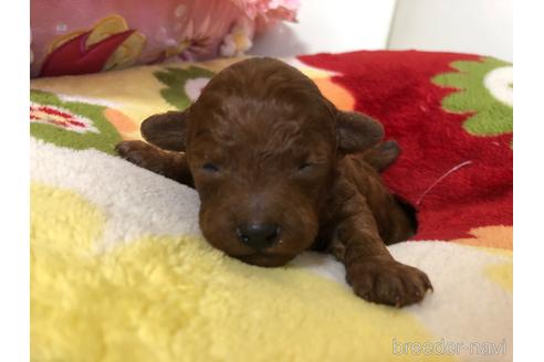 成約済の神奈川県のタイニープードル-169315の6枚目