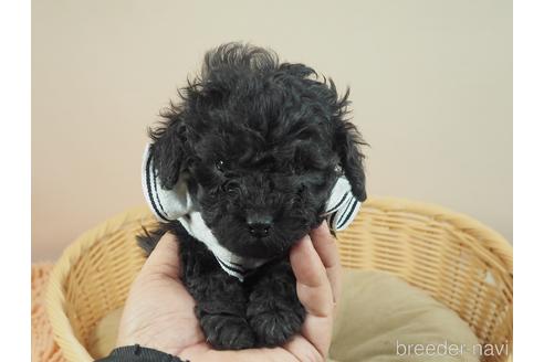 成約済の埼玉県のタイニープードル-168253の1枚目