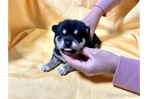 成約済の奈良県の柴犬-169326の1枚目