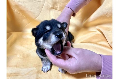 成約済の奈良県の柴犬-169326の5枚目