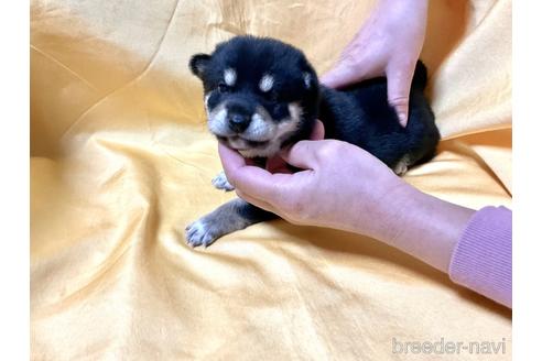 成約済の奈良県の柴犬-169326の4枚目