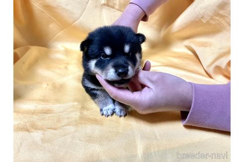 成約済の奈良県の柴犬-169326の3枚目