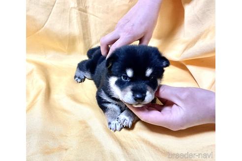 成約済の奈良県の柴犬-169326の2枚目