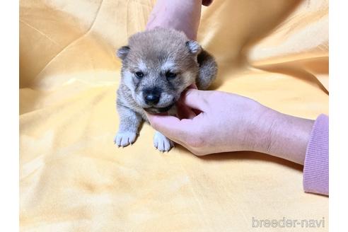 成約済の奈良県の柴犬-169328の5枚目