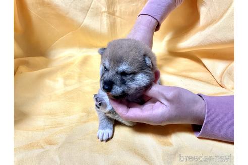 成約済の奈良県の柴犬-169328の3枚目