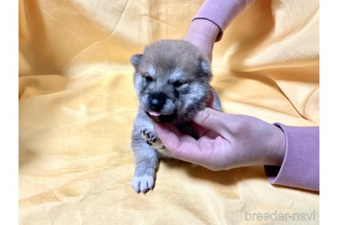 成約済の奈良県の柴犬-169328の2枚目
