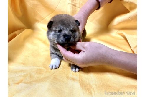 成約済の奈良県の柴犬-169331の4枚目