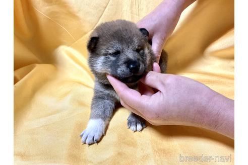 成約済の奈良県の柴犬-169331の2枚目