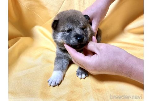 成約済の奈良県の柴犬-169331の1枚目